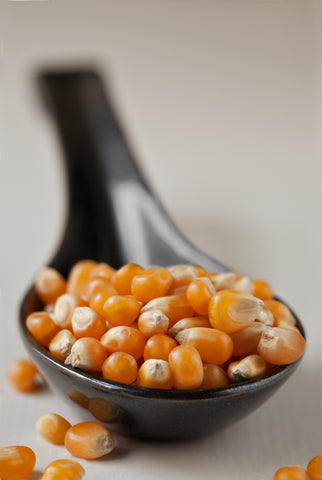 Heirloom Sweet Flint Popping Corn